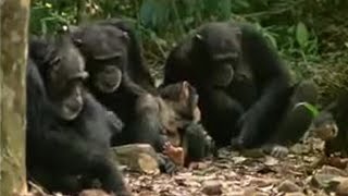 Chimpanzees Sophisticated Use of Tools  BBC Studios [upl. by Territus]