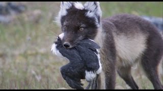 Fox Feasts on Baby Guillemots  Natures Great Events  BBC [upl. by Sharia]