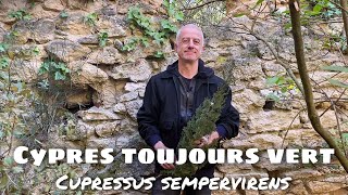 Cyprès toujours vert Cupressus sempervirens  circulation hémorroides antiviral [upl. by Orran]