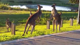 Kangaroo Fight  Clash of the Titans [upl. by Aronid307]