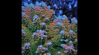 Acropora Coloring Tips by Pirates Reef Corals [upl. by Giltzow]