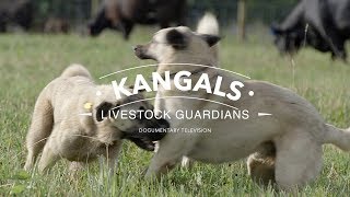 ALL ABOUT THE KANGAL DOG THE FINEST GUARDIAN DOG [upl. by Doralynn375]