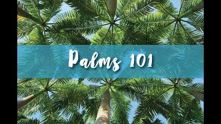 Palms 101 Part 1 [upl. by Kayley543]