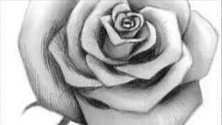 How to Draw an Open Rose [upl. by Tiernan]