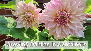 Growing Dahlias in Containers  How I Stopped Killing My Dahlias [upl. by Hanni220]