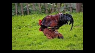 Rooster Group Mating With Chicken  Hen [upl. by Andreas]