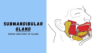 Submandibular Salivary Gland Anatomy [upl. by Leifer]