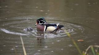 Canard Carolin  Accouplement [upl. by Denie]