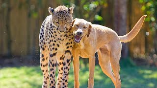 10 Unbelievable Unlikely Animal Friendships [upl. by Nosidam]