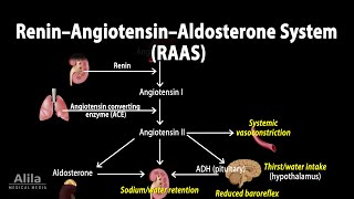 The Renin–Angiotensin–Aldosterone System RAAS Animation [upl. by Ros]