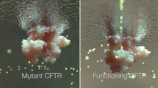 Cystic Fibrosis Mechanism and Treatment  HHMI BioInteractive Video [upl. by Darcee]