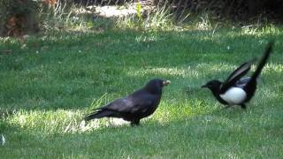 Crow  Magpie Fight [upl. by Enoj]