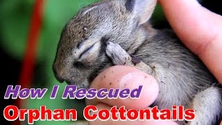 How I Cared for Baby Cottontails [upl. by Murtagh]