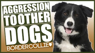 AGGRESSIVE BORDER COLLIE TRAINING How To Train Aggressive Border Collie Puppy [upl. by Arlynne]