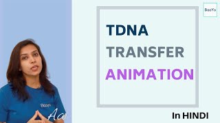 Agrobacterium Mediated Gene Transfer  Part 2  TDNA transfer Animation [upl. by Aliet]