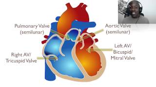 The Anatomy Of The Heart [upl. by Demetrius619]