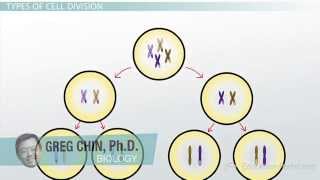 Meiosis II Equational Cell Division [upl. by Junno]