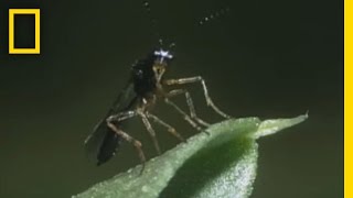 BodySnatching Wasp Larvae Eat Aphids Alive  National Georgraphic [upl. by Rochella517]