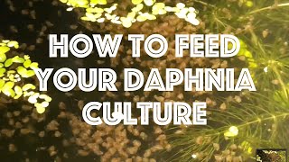 How To Feed Your Daphnia Culture [upl. by Sefton]