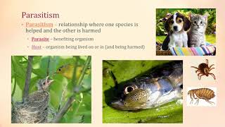 Symbiosis  Mutualism Parasitism Commensalism [upl. by Landes]