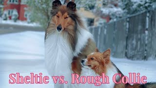 Sheltie vs Rough Collie [upl. by Venator268]