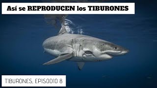 Así se REPRODUCEN los TIBURONES Serie Tiburones Episodio 8 [upl. by Eta349]