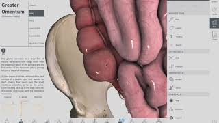 Cecum  GIT  Anatomy [upl. by Henriques463]