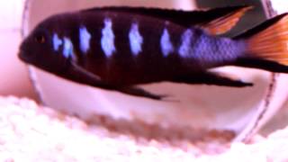 African Cichlid Species  Metriaclima sp Elongatus Chewere Part 2 [upl. by Pfosi]