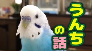 【調査】インコの１日のフン、数えました！ [upl. by Thorlie]