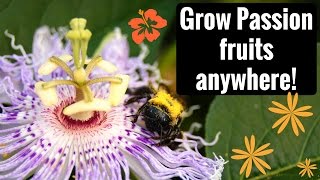 Growing Harvesting and Eating Maypop Hardy Passion Fruit [upl. by Sale]