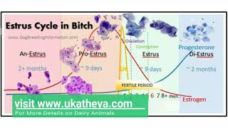 Estrus Cycle in Dogs  Comparing Dog and Cattle Estrus Cycles  Prof UK Atheya  English Lecture [upl. by Ojytteb]