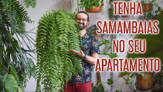 Como CULTIVAR SAMAMBAIAS em APARTAMENTO [upl. by Wylma]