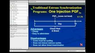 Estrus Synchronization in Heifers and Cows [upl. by Leif]