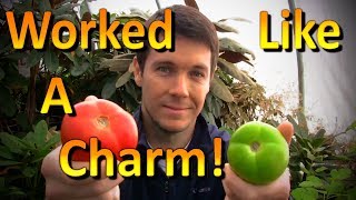 How to Ripen Green Tomatoes off the Vine [upl. by Anil]