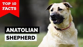 Anatolian Shepherd  Top 10 Facts [upl. by Christensen896]