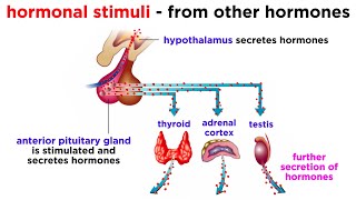 The Endocrine System [upl. by Aititel129]