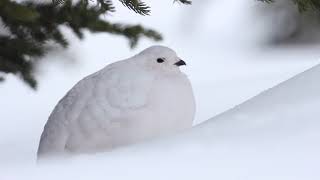 Chris talks Whitetailed Ptarmigan [upl. by Fields]