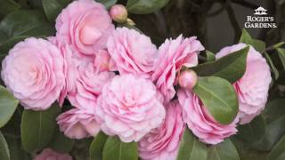 Gardening 101 Series  How to Plant amp Maintain a Camellia [upl. by Pahl]