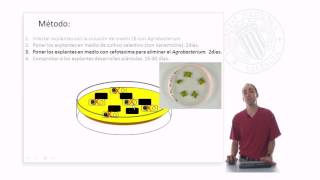 Transformación genética mediante Agrobacterium tumefaciens  3395  UPV [upl. by Notneb578]