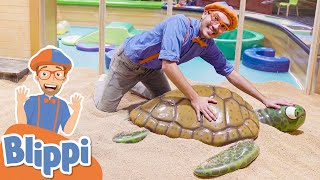 Blippi Visits A Childrens Museum  Learn Colors amp Numbers  Educational Videos For Kids [upl. by Ahcsas]