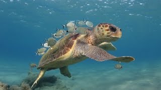 Loggerhead sea turtle cleaning stations [upl. by Kinghorn]