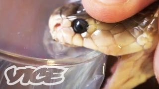 Getting High Injecting Snake Venom [upl. by Fablan560]