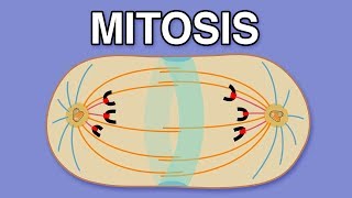 MITOSIS CYTOKINESIS AND THE CELL CYCLE [upl. by Alakcim]