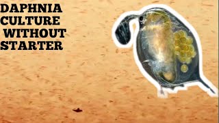 HOW TO CULTURE DAPHNIA NATURALLY WITHOUT A STARTER [upl. by Weiman]