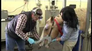 Comprehensive Equine Dental Exam [upl. by Almire]