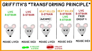 Griffiths Experiment Bacterial Transformation [upl. by Noseaj]