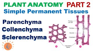 Plant Anatomy 2  Parenchyma  Collenchyma  Sclerenchyma  Simple Permanent Tissues [upl. by Gusella]