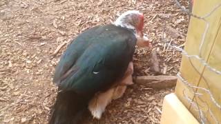 Muscovy Ducklings muscovy ducks mating [upl. by Adriene]