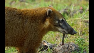 Caracara and Coati Fight Over Food  Wild Brazil  BBC Earth [upl. by Edgerton]