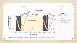 Estrous Cycle of Cattle [upl. by Hudis]